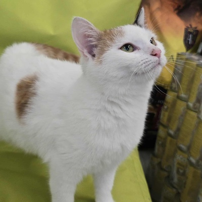 Kätzchen Elina möchte bei Dir einziehen Tierschutz Geprüfte Identität ♀, EKH Jungtier - Katze