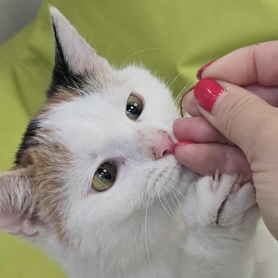 Kätzchen Elina möchte bei Dir einziehen Tierschutz Geprüfte Identität ♀, EKH Jungtier - Katze