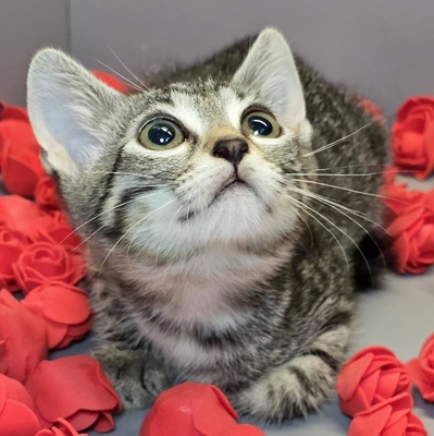 Kätzchen Ella möchte Dich kennenlernen, EKH Jungtier - Katze