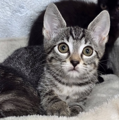 Kätzchen Ella möchte Dich kennenlernen, EKH Jungtier - Katze
