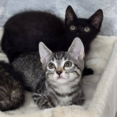Kätzchen Ella möchte Dich kennenlernen, EKH Jungtier - Katze