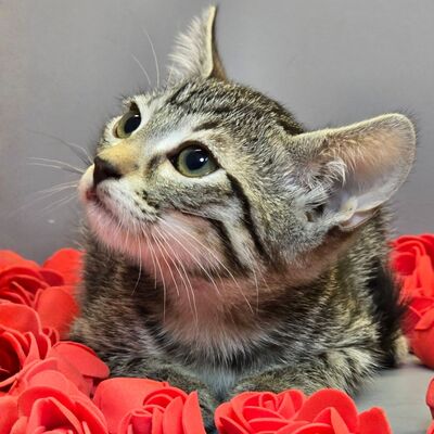 Kätzchen Ella möchte Dich kennenlernen, EKH Jungtier - Katze