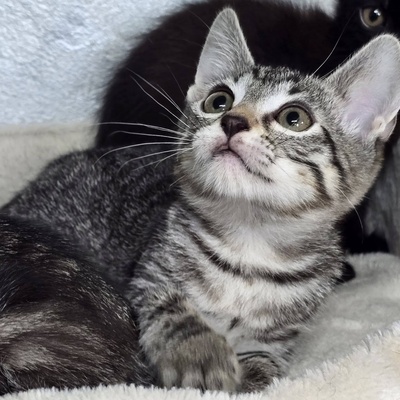 Kätzchen Ella möchte Dich kennenlernen, EKH Jungtier - Katze