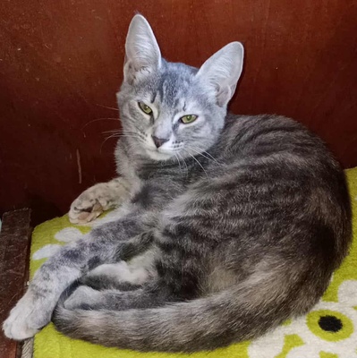 Kätzchen Elli und Leni sind bereit für Dich, EKH Jungtier - Katze