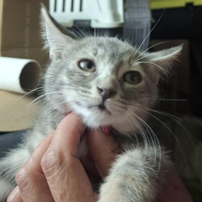 Kätzchen Elli und Leni sind bereit für Dich, EKH Jungtier - Katze