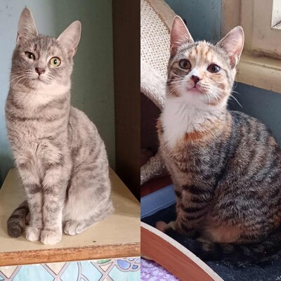 Kätzchen Elli und Leni sind bereit für Dich, EKH Jungtier - Katze