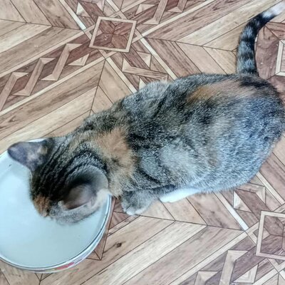 Kätzchen Elli und Leni sind bereit für Dich, EKH Jungtier - Katze