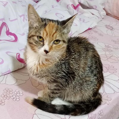 Kätzchen Elli und Leni sind bereit für Dich, EKH Jungtier - Katze