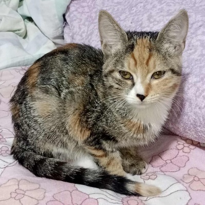 Kätzchen Elli und Leni sind bereit für Dich, EKH Jungtier - Katze