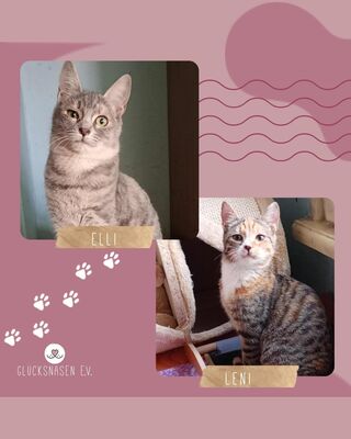 Kätzchen Elli und Leni sind bereit für Dich