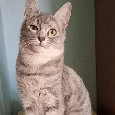 Kätzchen Elli und Leni sind bereit für Dich, EKH Jungtier - Katze