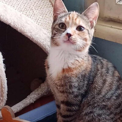 Kätzchen Elli und Leni sind bereit für Dich, EKH Jungtier - Katze