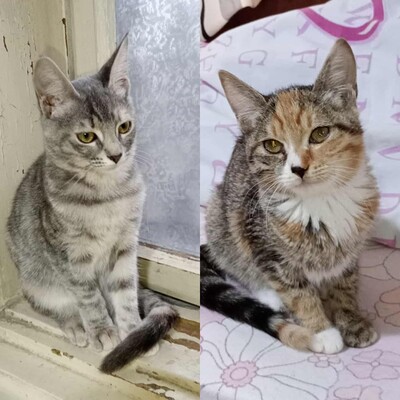 Kätzchen Elli und Leni sind bereit für Dich, EKH Jungtier - Katze