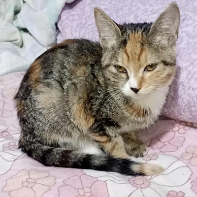 Kätzchen Elli und Leni sind bereit für Dich, EKH Jungtier - Katze