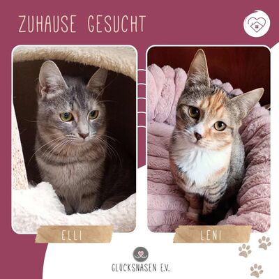 Kätzchen Elli und Leni suchen Ihre Dosis