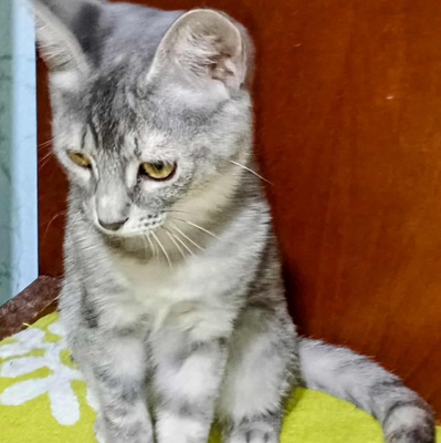 Kätzchen Elli und Leni suchen Ihre Dosis, EKH Jungtier - Katze