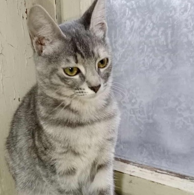 Kätzchen Elli und Leni suchen Ihre Dosis, EKH Jungtier - Katze