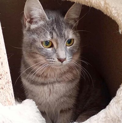 Kätzchen Elli und Leni suchen Ihre Dosis, EKH Jungtier - Katze