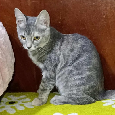 Kätzchen Elli und Leni suchen Ihre Dosis, EKH Jungtier - Katze