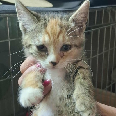 Kätzchen Elli und Leni suchen Ihre Dosis, EKH Jungtier - Katze