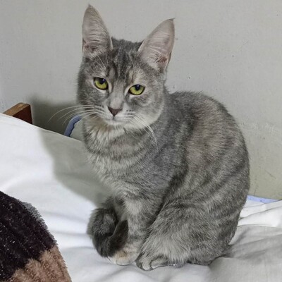 Kätzchen Elli und Leni suchen Ihre Dosis, EKH Jungtier - Katze