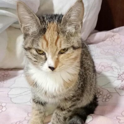 Kätzchen Elli und Leni suchen Ihre Dosis, EKH Jungtier - Katze