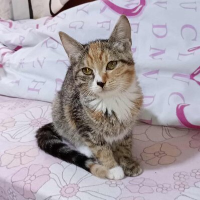 Kätzchen Elli und Leni suchen Ihre Dosis, EKH Jungtier - Katze