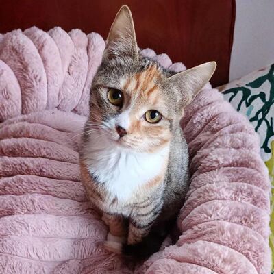 Kätzchen Elli und Leni suchen Ihre Dosis, EKH Jungtier - Katze