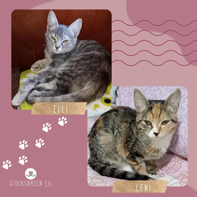Kätzchen Elli und Leni warten auf Post, EKH Jungtier - Katze