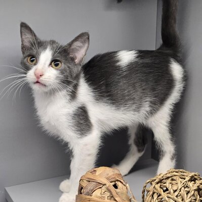 Kätzchen Elsa packt gern ihren Koffer, EKH Jungtier - Katze