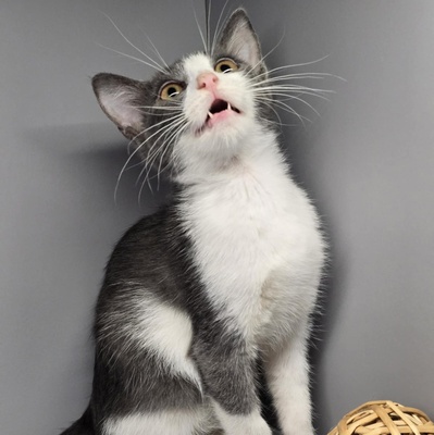 Kätzchen Elsa packt gern ihren Koffer, EKH Jungtier - Katze