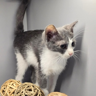 Kätzchen Elsa packt gern ihren Koffer, EKH Jungtier - Katze