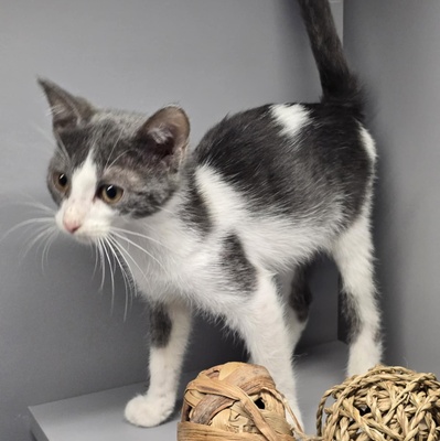 Kätzchen Elsa packt gern ihren Koffer, EKH Jungtier - Katze