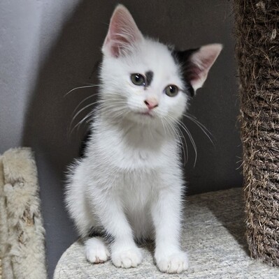 Kätzchen Emmy möchte Deine Welt erobern, EKH Jungtier - Katze