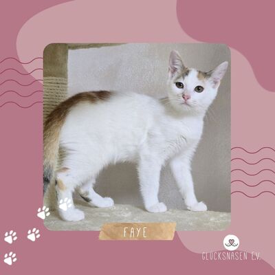 Kätzchen Faye packt gern ihren Koffer, EKH Jungtier - Katze
