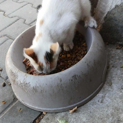 Kätzchen Faye packt gern ihren Koffer, EKH Jungtier - Katze