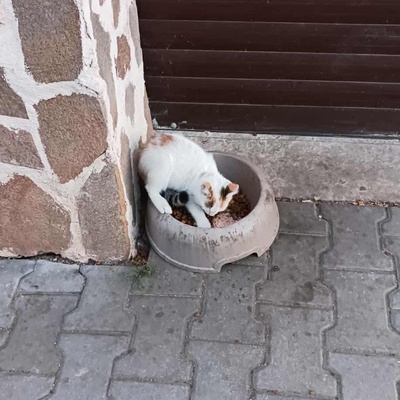 Kätzchen Faye packt gern ihren Koffer, EKH Jungtier - Katze