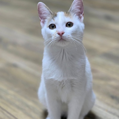 Kätzchen Faye packt gern ihren Koffer, EKH Jungtier - Katze