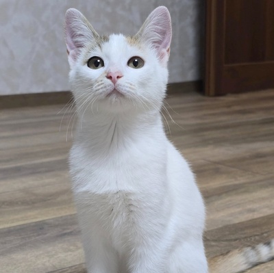 Kätzchen Faye packt gern ihren Koffer, EKH Jungtier - Katze