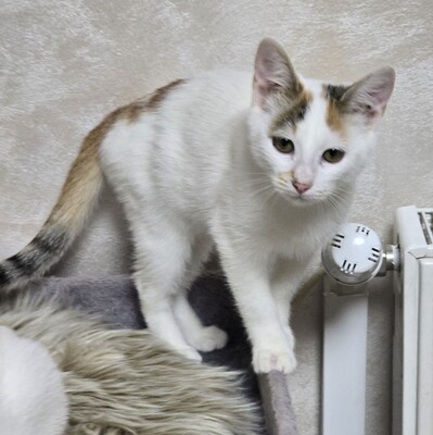 Kätzchen Faye packt gern ihren Koffer, EKH Jungtier - Katze