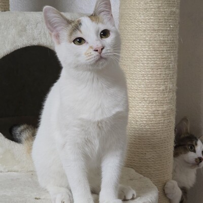 Kätzchen Faye packt gern ihren Koffer, EKH Jungtier - Katze