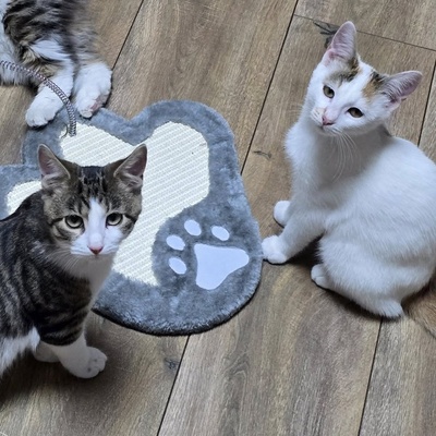 Kätzchen Faye packt gern ihren Koffer, EKH Jungtier - Katze