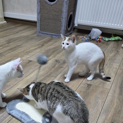 Kätzchen Faye packt gern ihren Koffer, EKH Jungtier - Katze