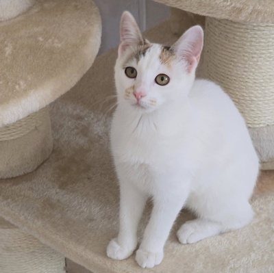 Kätzchen Faye packt gern ihren Koffer, EKH Jungtier - Katze