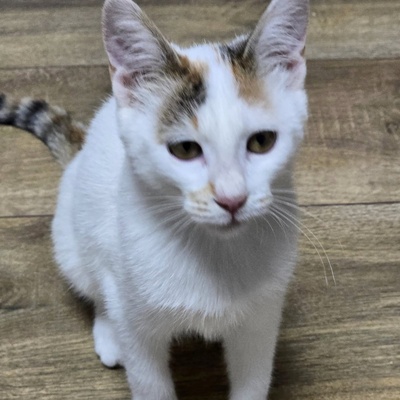 Kätzchen Faye packt gern ihren Koffer, EKH Jungtier - Katze