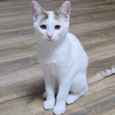 Kätzchen Faye packt gern ihren Koffer, EKH Jungtier - Katze