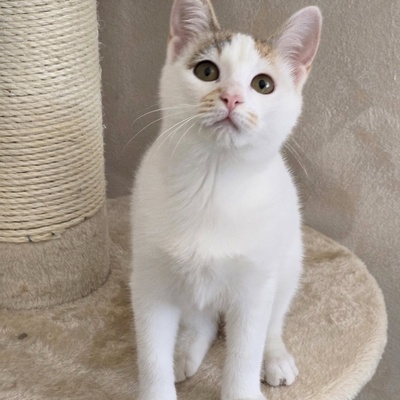 Kätzchen Faye packt gern ihren Koffer, EKH Jungtier - Katze