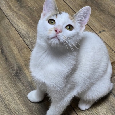 Kätzchen Faye packt gern ihren Koffer, EKH Jungtier - Katze