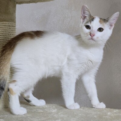 Kätzchen Faye packt gern ihren Koffer, EKH Jungtier - Katze