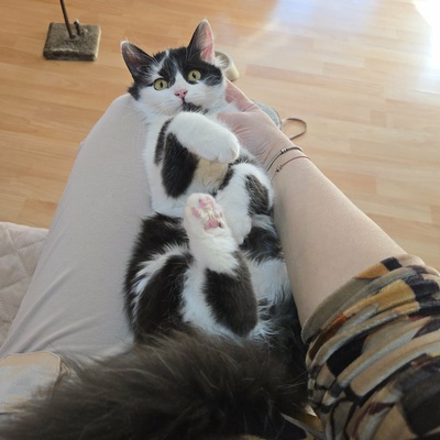 Kätzchen Felice freut sich über Post von Dir, EKH Jungtier - Katze